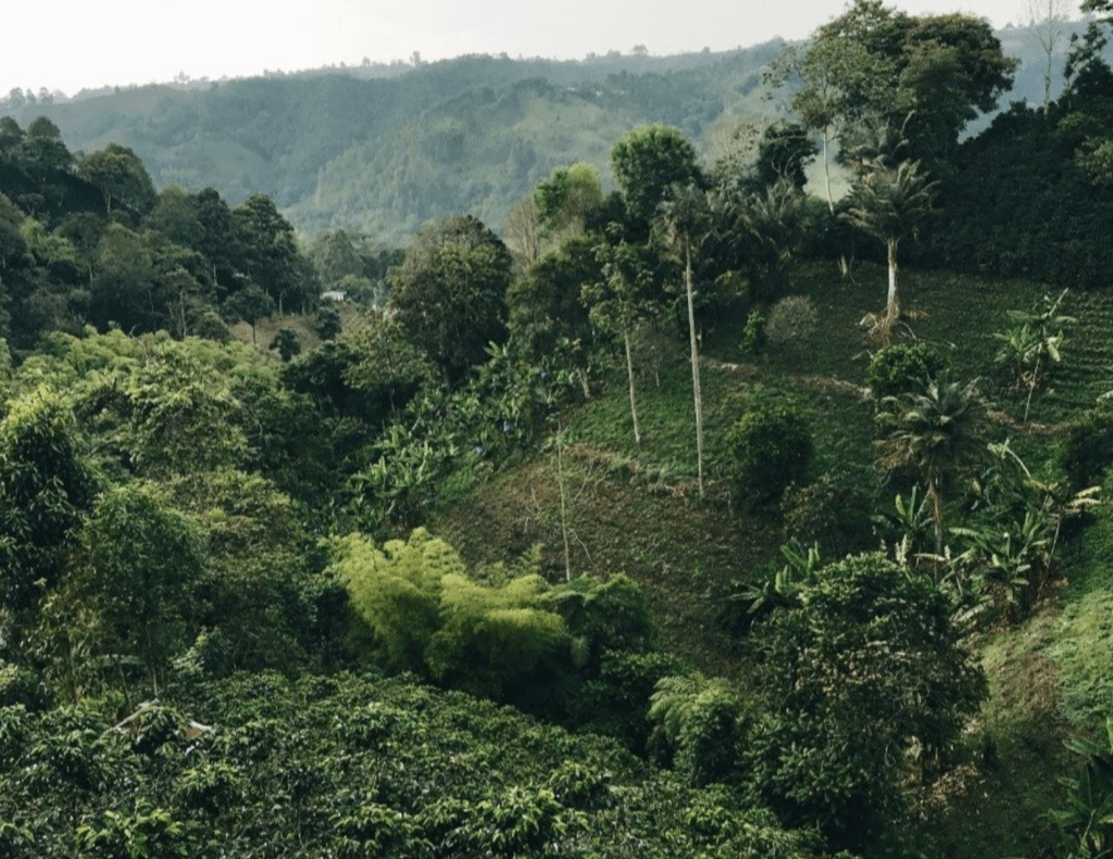 Colombian country side in a coffee growing region